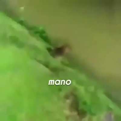Um cachorro no lago