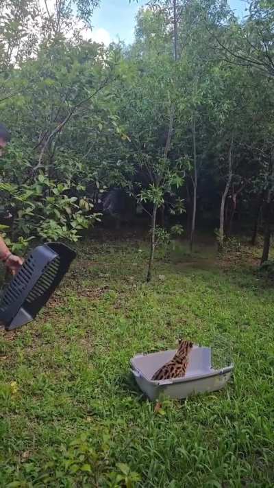Rescate y liberación de un margay en Misiones