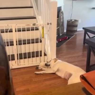 The dog’s bored.