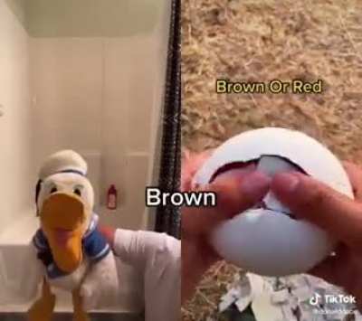 Donald guesses the colour