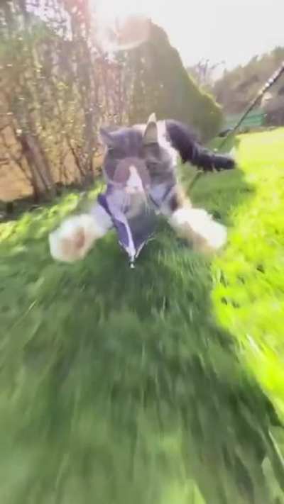 Ferocious