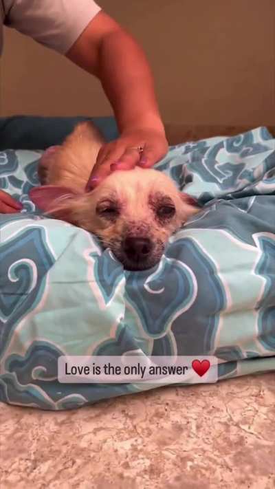 Little Dog With Almost Zero Fur, Due To Mange, Rescued and Transformed