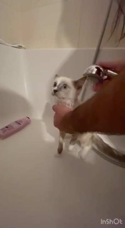 Cat's first bath