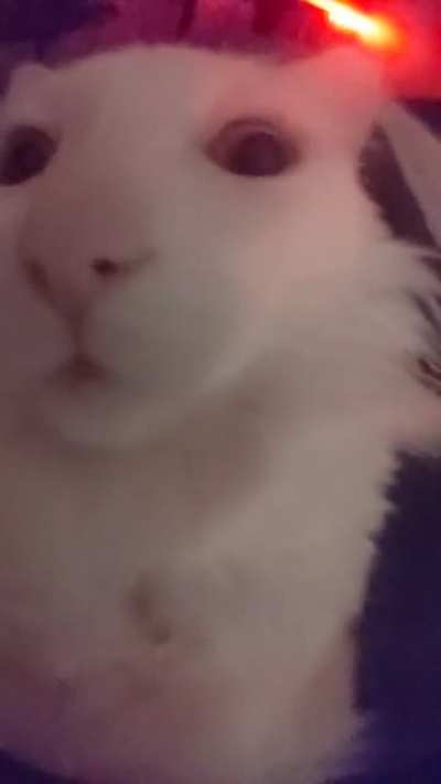 yo look at this cat!!