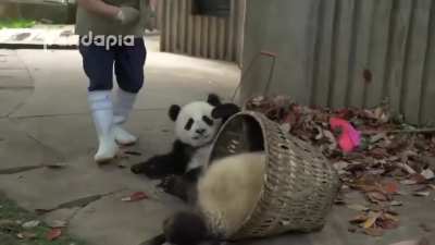 Pandas just being pandas while a zookeeper desperately tries to rake leaves