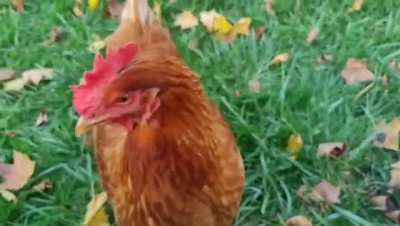 I Speak Chicken