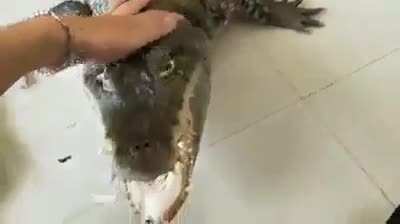Just showing my pet