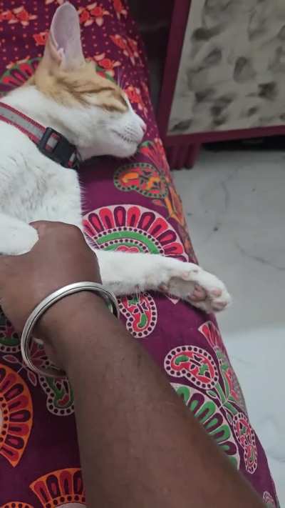 My cat doesn't believe in shaking hands