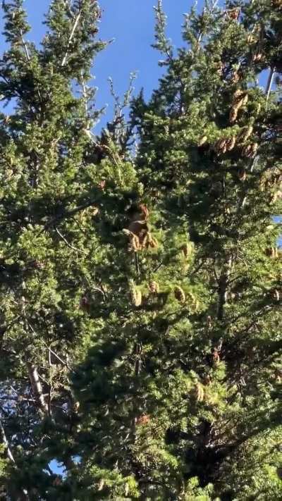 Nutty Squirrels