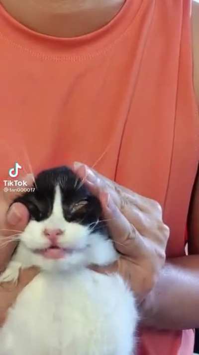 Giving a cat a head massage