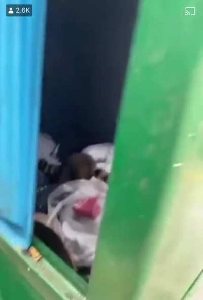 just some raccoons raccooning