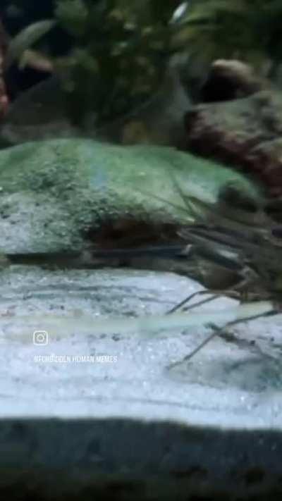 Rulestacean