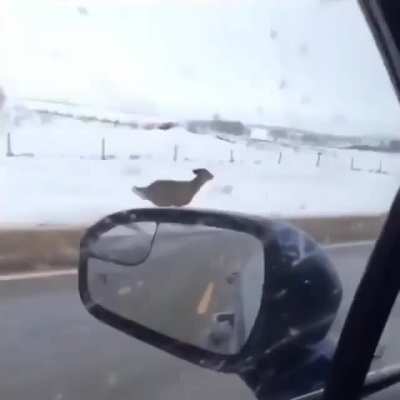 Do a flip!