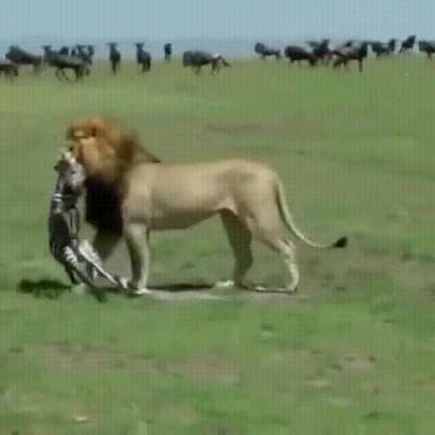 Newborn zebra gets its life taken away as soon as it started at the Maasai Mara
