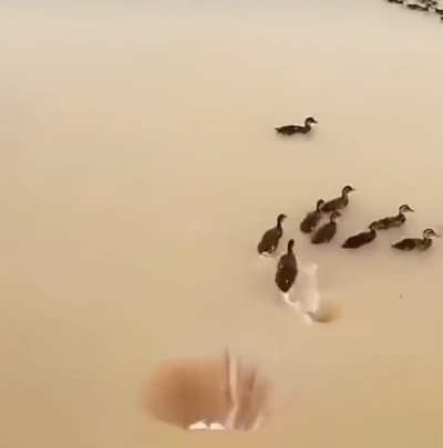 Where do birds come from? From another dimension: