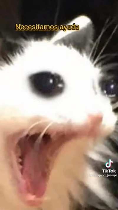 Jijija