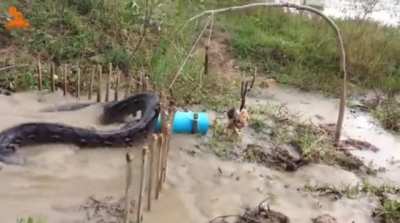 Python trap using live chicken