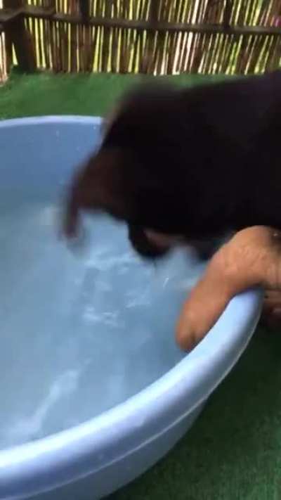 Doggo doesn’t know how water works