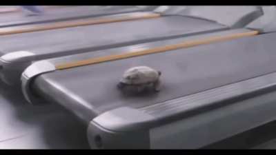 Turtle speed