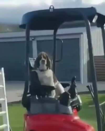 dog labour