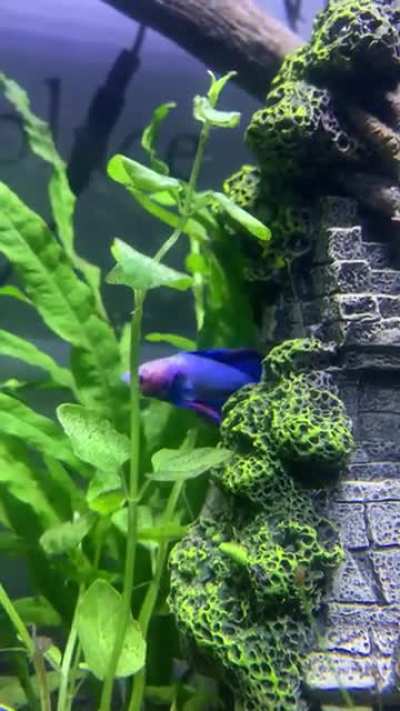 His name is Indiana Jones
