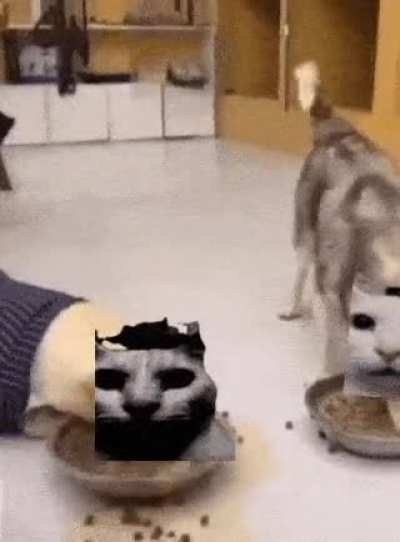 You have it: dog