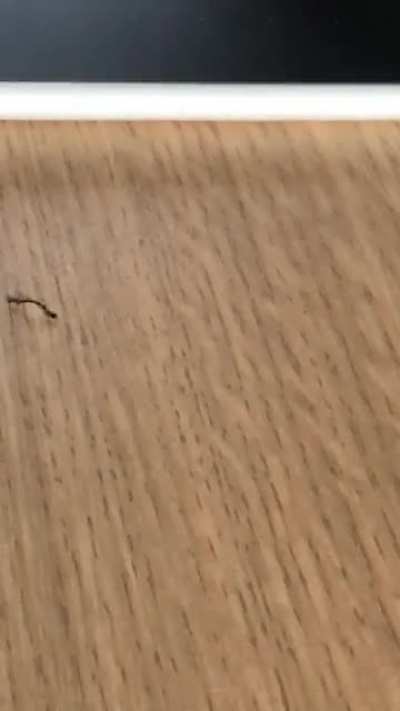 I have docens of these tiny worms hanging from my cealing.