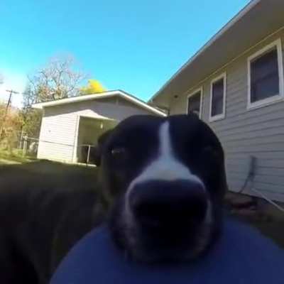 Dog steals GoPro frisbee and runs around dodging owner