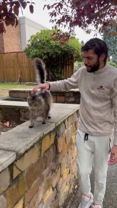 All Cats like to be held differently [OC]