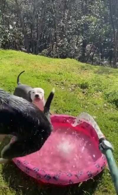 Two kinds of dogs