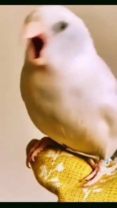 MoshParrot