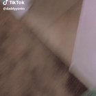 Don’t mess with the dog