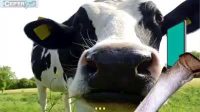 Olá, vaca