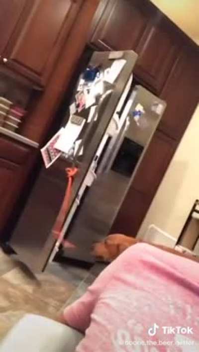 This is why you train your dog.