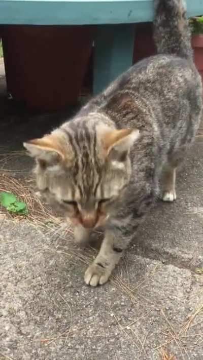 Scooty returns after missing for months... wish I knew what he was trying to tell me!
