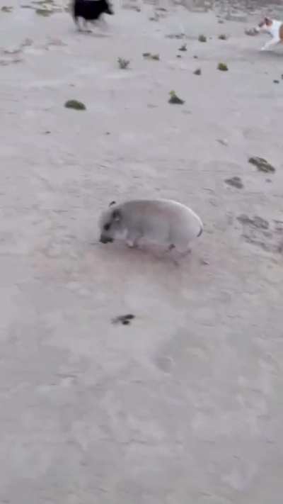 Porquinho faleceu