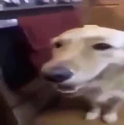 🐕BUTTER DOG 🐕
