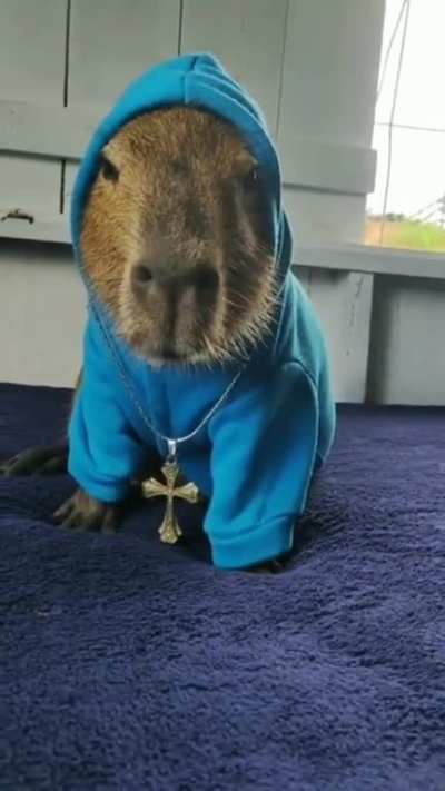 Capybara drip