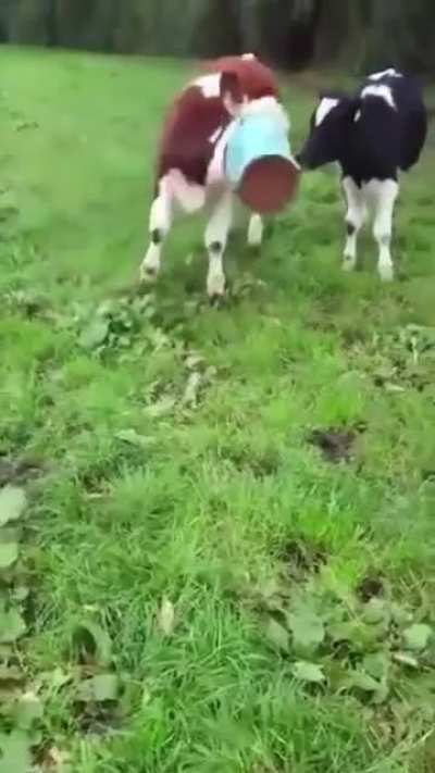 Bonk