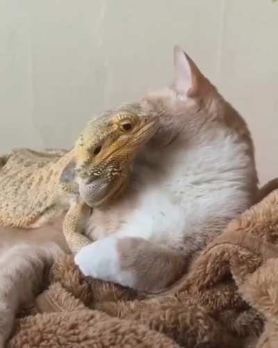 Все любят Котиков