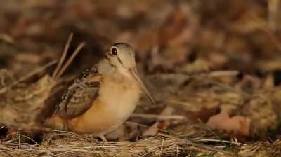 American woodcock now on tour