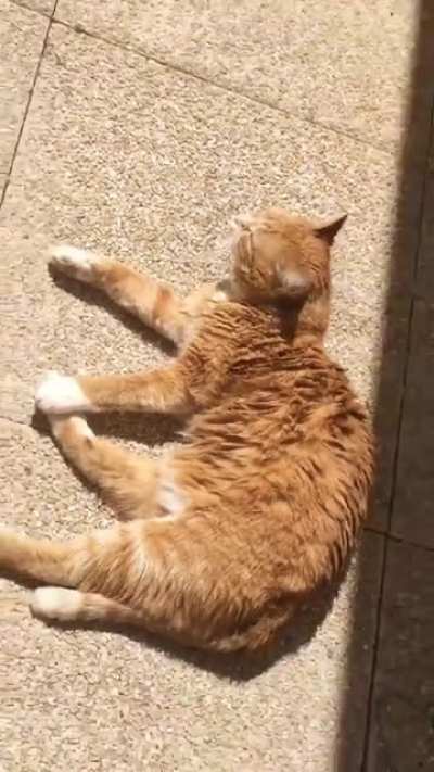 Not this cat