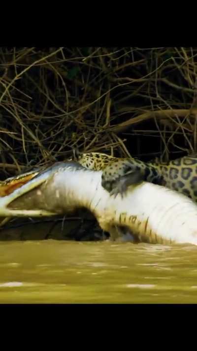 meet the JAGUAR.. the APEX PREDATOR...