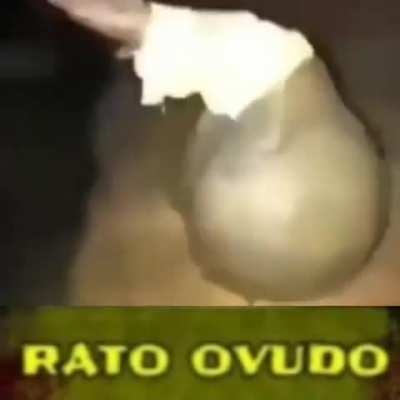 🐀