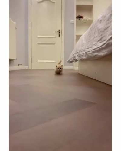 Adorable tiny kitten racing into hearts