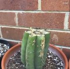 Cacti grow so slow I don’t see time lapse footage of them very often which is a shame