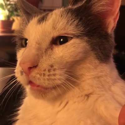 Sudden happy blep