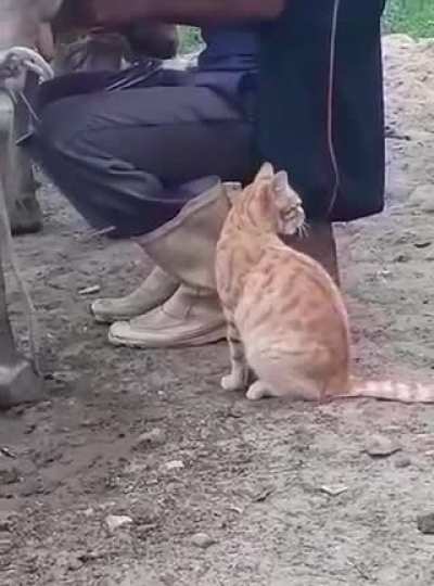 Cat.
