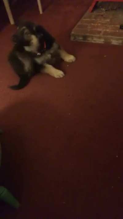 4 years ago today I got my dog and I rediscovered this gem.