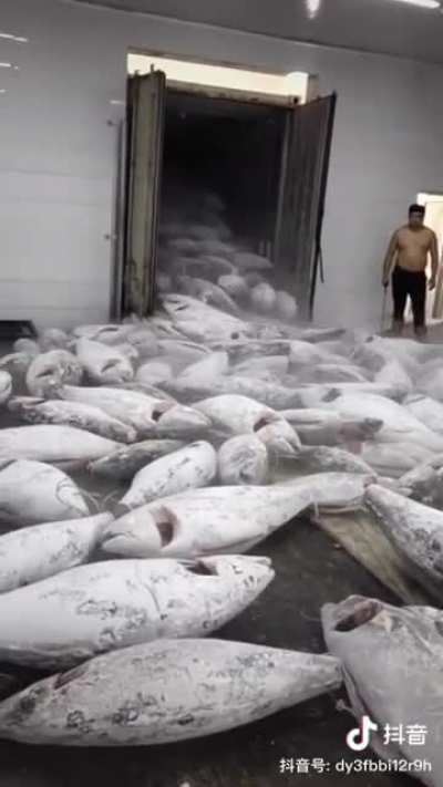 Fish market unloading fish